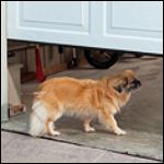 Pet Safety and Garage Doors: ArmRLite Garage Door Safety Tip